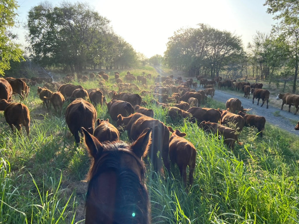 Beef Ranches Fort Worth Cattle Co. - Delivering Better Beef From Local Ranches