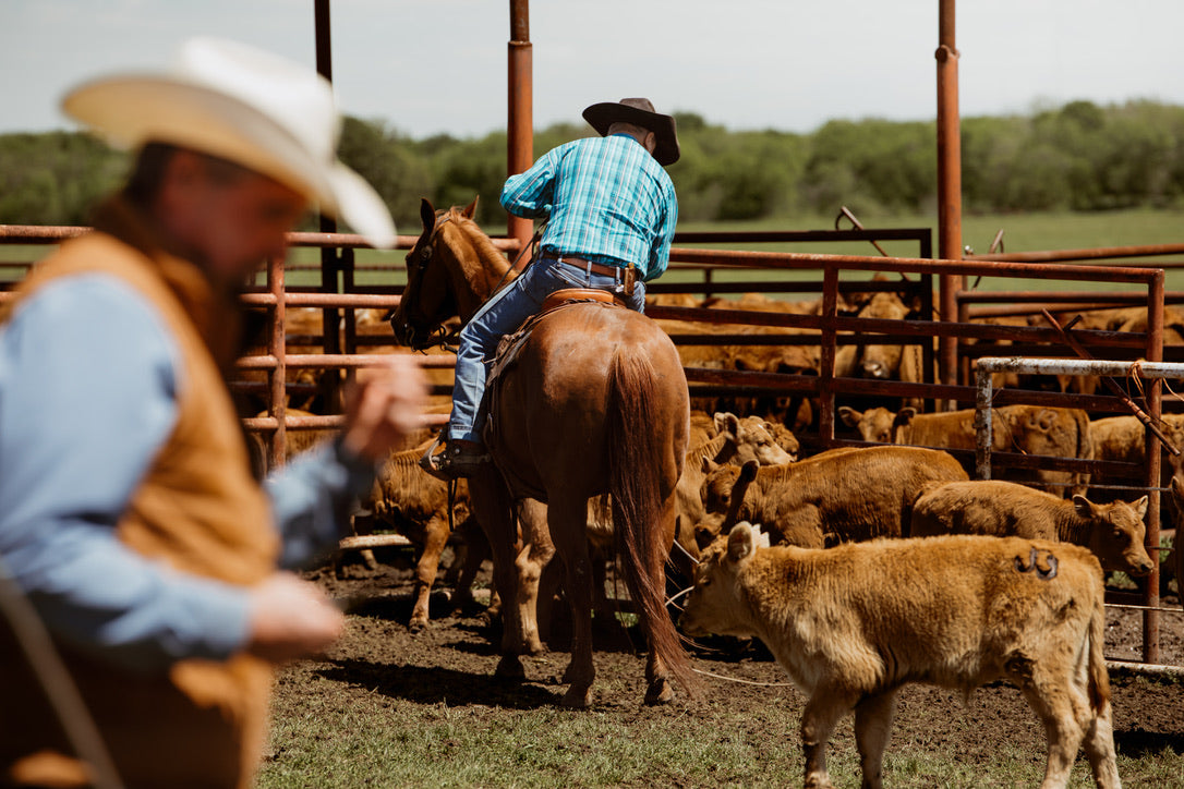 Fort Worth Cattle Co. - Delivering Better Beef From Local Ranches