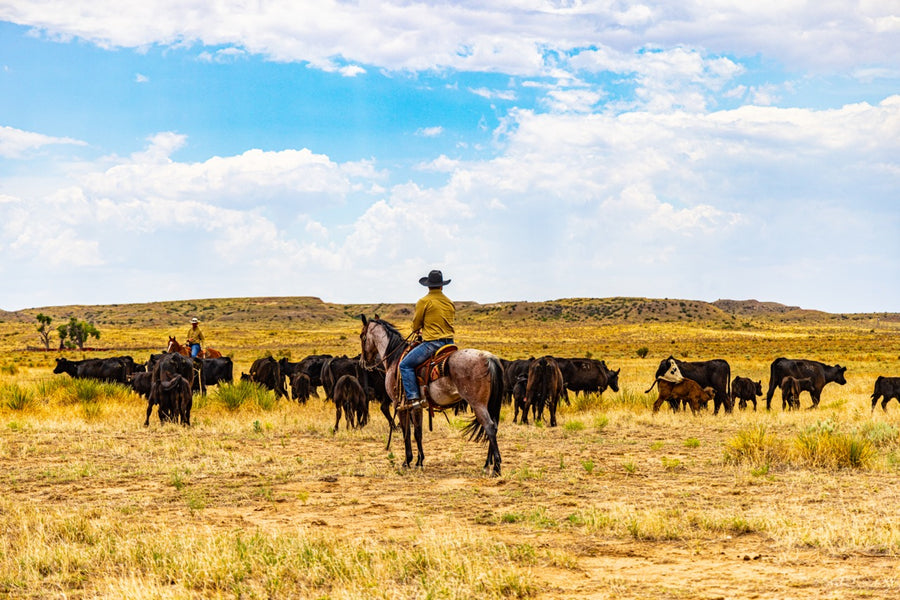 XIT Ranch – Fort Worth Cattle Co